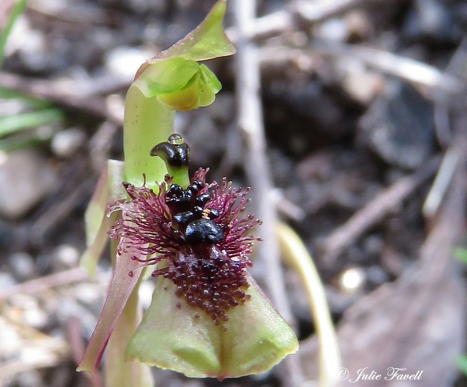 Lithgow Environment tweet media