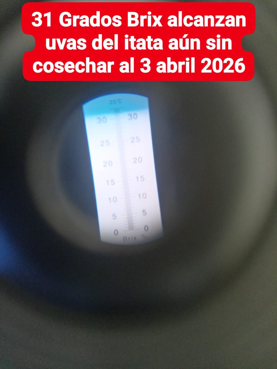 Viñateras Bravas CHILE 2️⃣ tweet media