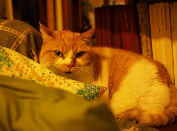 名古屋陽子 Yoko Nagoya tweet media