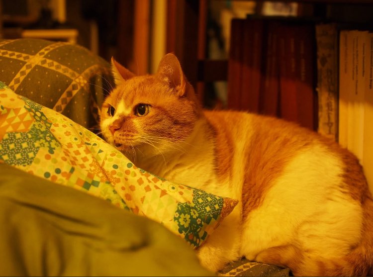 名古屋陽子 Yoko Nagoya tweet media