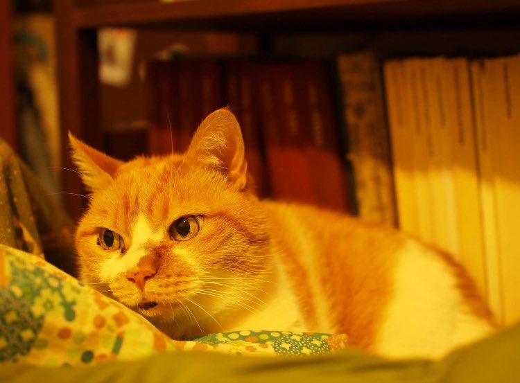 名古屋陽子 Yoko Nagoya tweet media