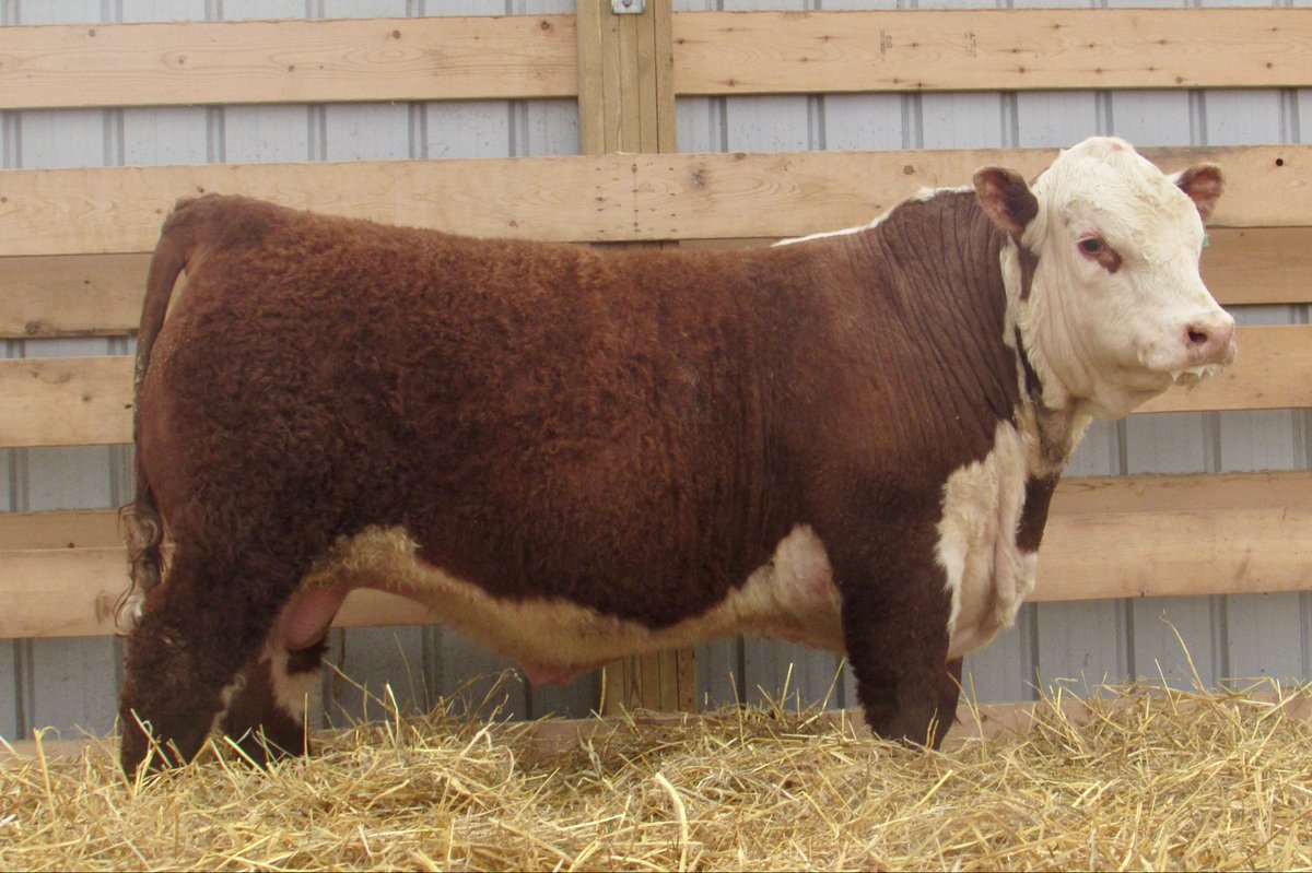 Braden Calvert tweet media