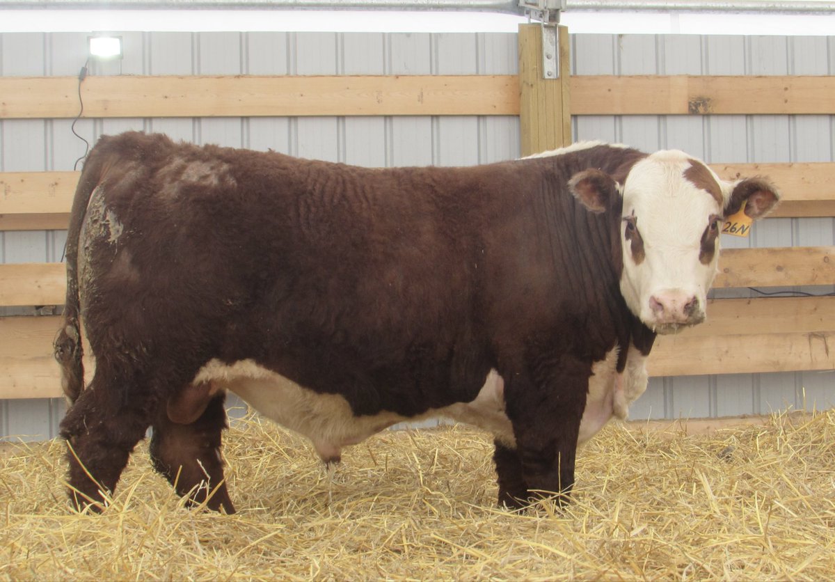 Braden Calvert tweet media