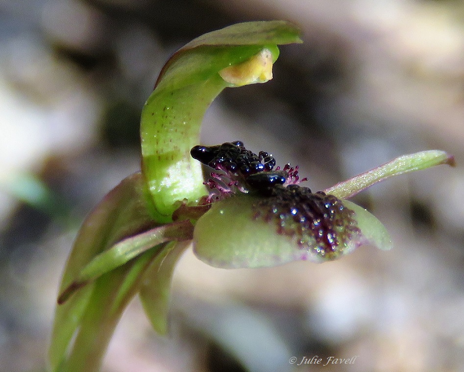 Lithgow Environment tweet media