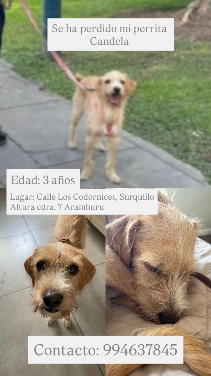 Dane Gámez tweet media