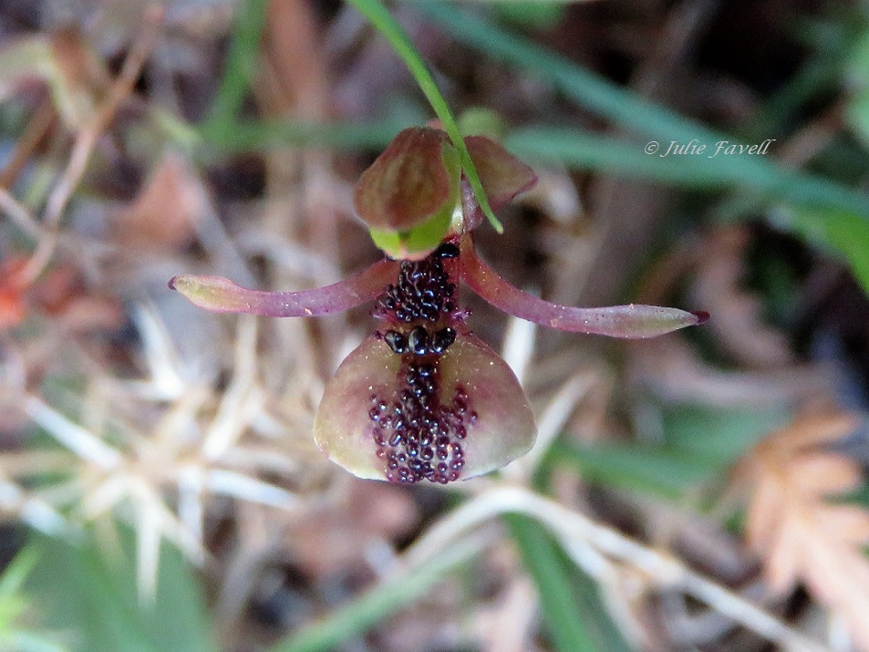 Lithgow Environment tweet media