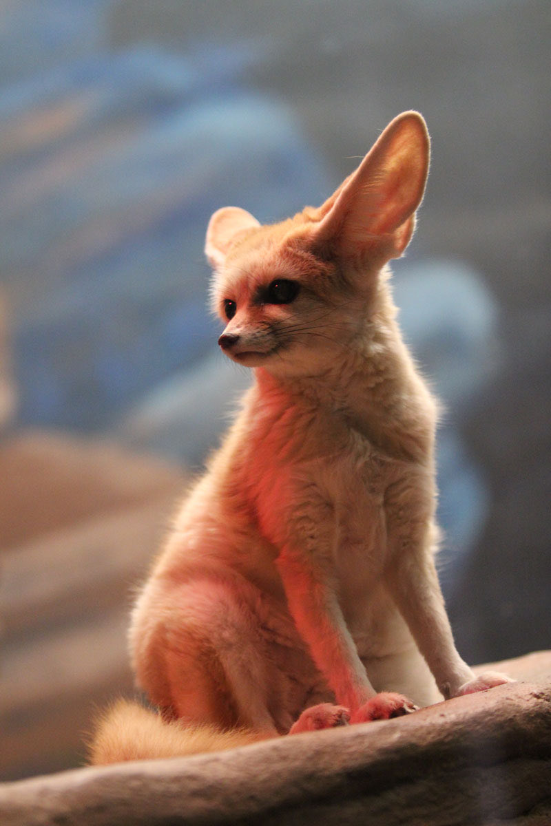 derickijohnson's tweet image. I crossed a dog
With a bat
And got
A Fennec Fox

Knew that
It was special
So I kept it
In a box

But the wily
Fox escaped
“Last I’ll see him”
I thought

Til
One day walking
Desert #sands
By a sight I’m caught

Bat-eared fox
A’frolicking
His smile
With mischief fraught
#vss365