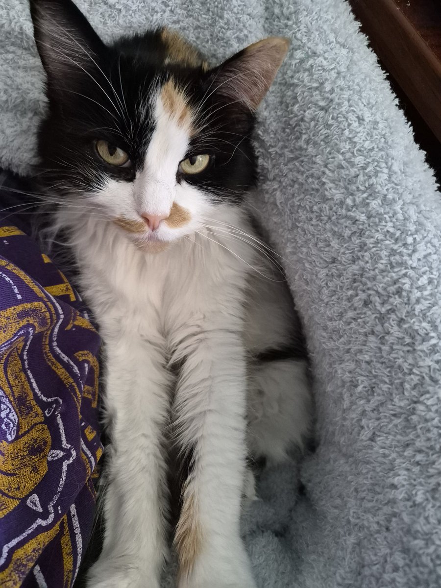 Shugarrbeans's tweet photo. It rani todai ams cuddols up warm #caturday #CatsOfTwitter https://t.co/1pYsVTVH0g