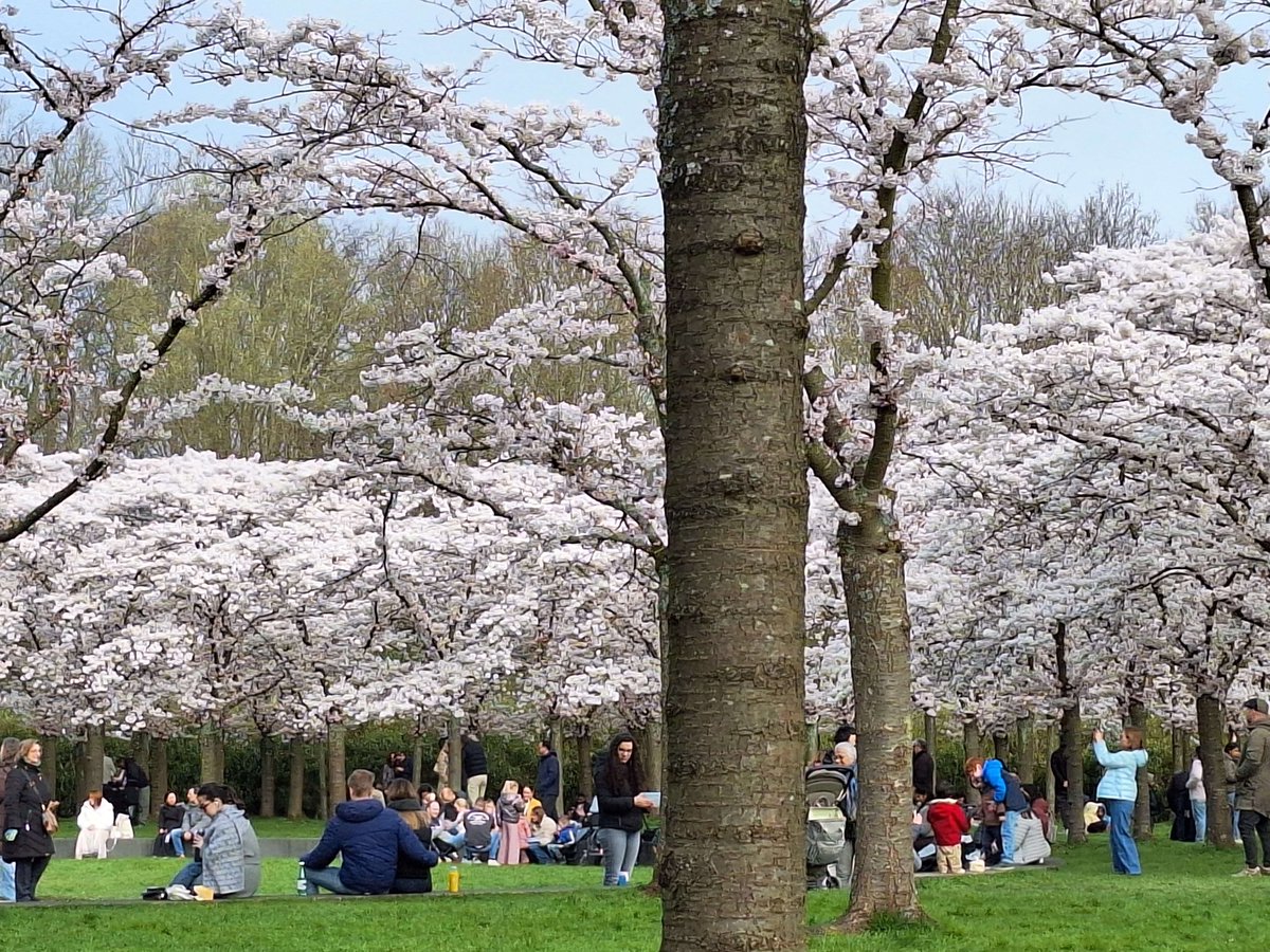 _WishStone_'s tweet photo. Amsterdam was gifted 🌸 by Japan, and I visited them 2 weeks ago! I had a nice picnic with coworkers. https://t.co/txCHSbpt1o