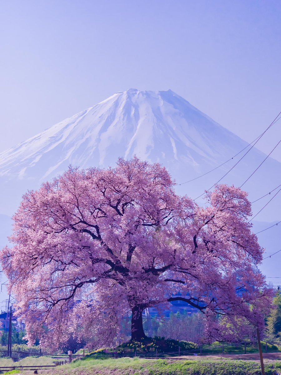 JAPAN 🇯🇵 tweet media