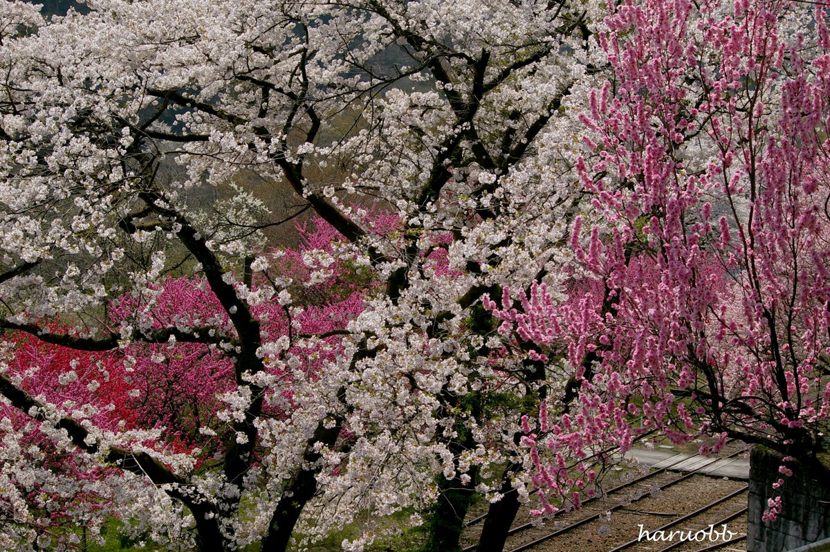 haruobb＠Photos tweet media