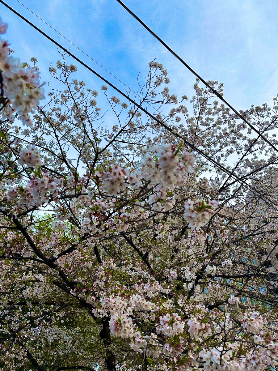 🌺 ℝ𝕚𝕠ℕ𝕒 𝕔𝕙𝕒𝕟 🌺🩵⛰ tweet media