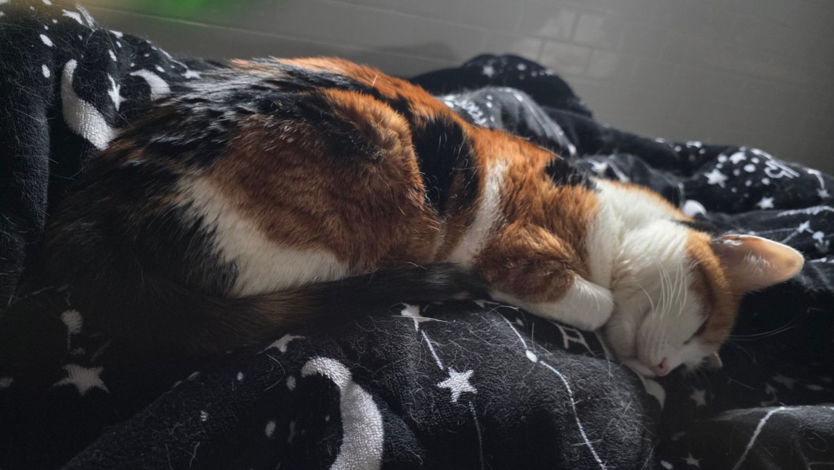 Taiga Chama 🐈‍⬛🍷INVICTA tweet media