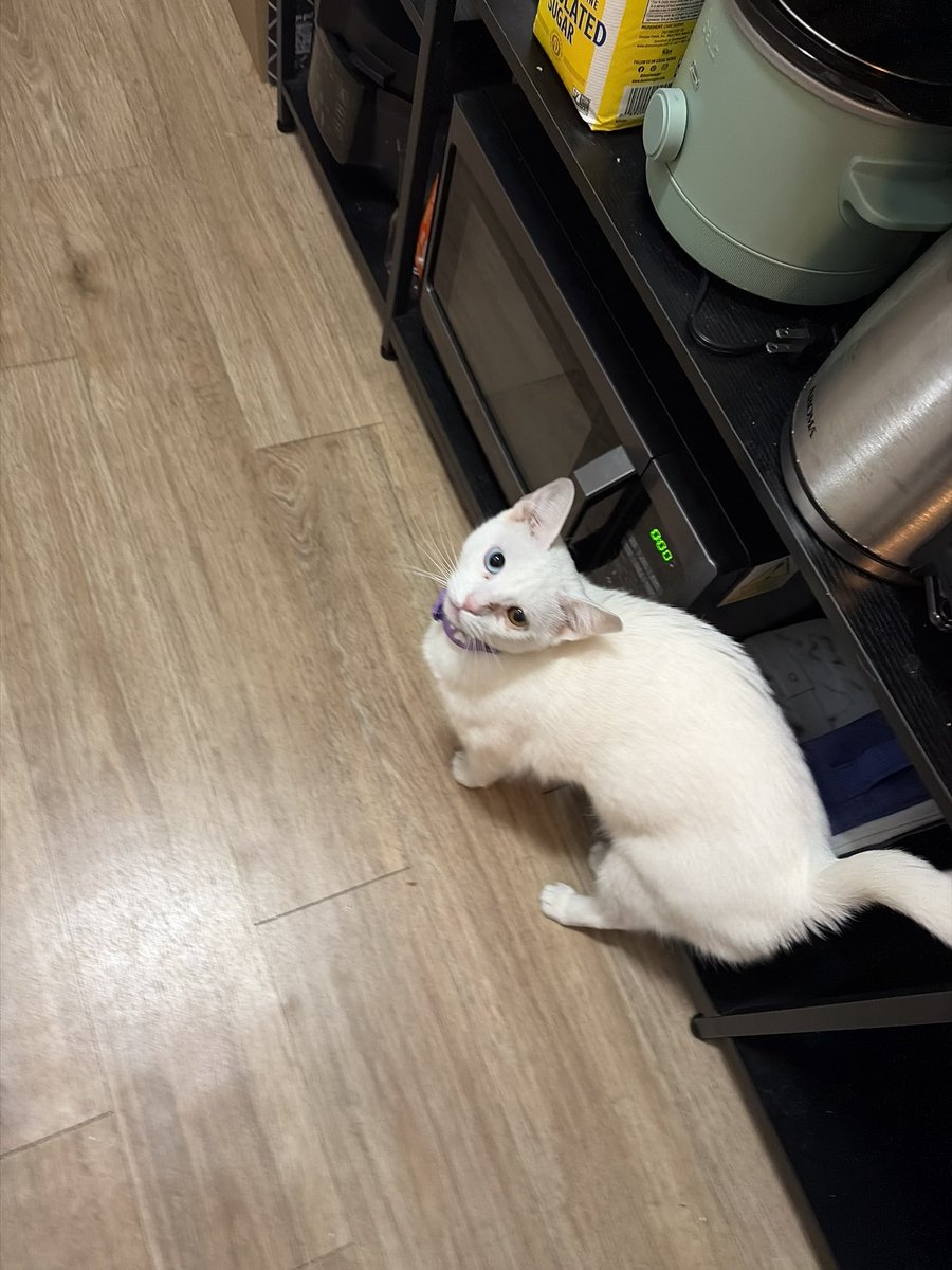 rach 🍀 tweet media