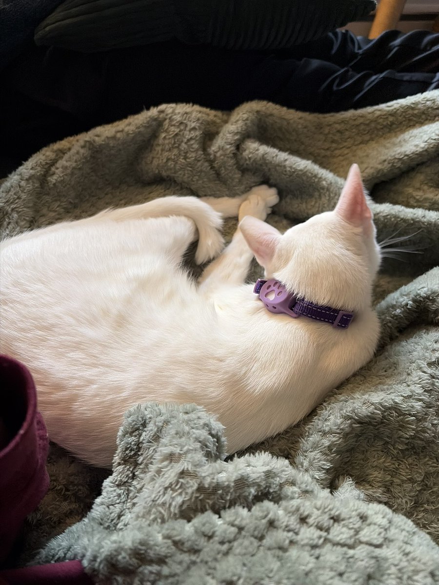 rach 🍀 tweet media