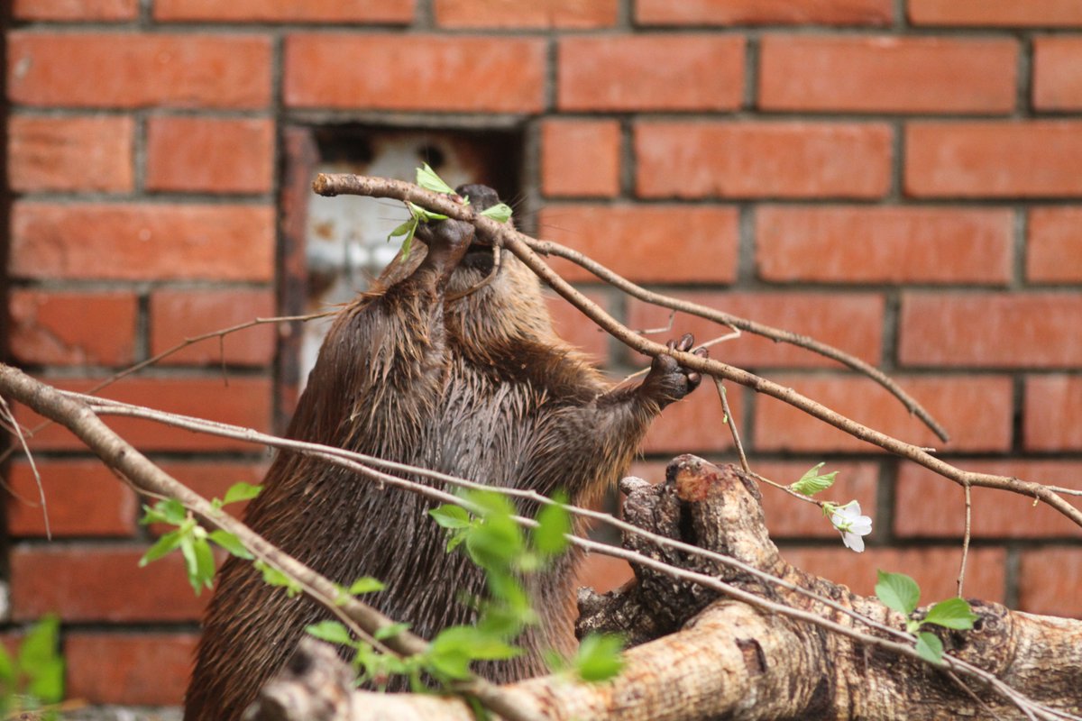 サヨコロ tweet media