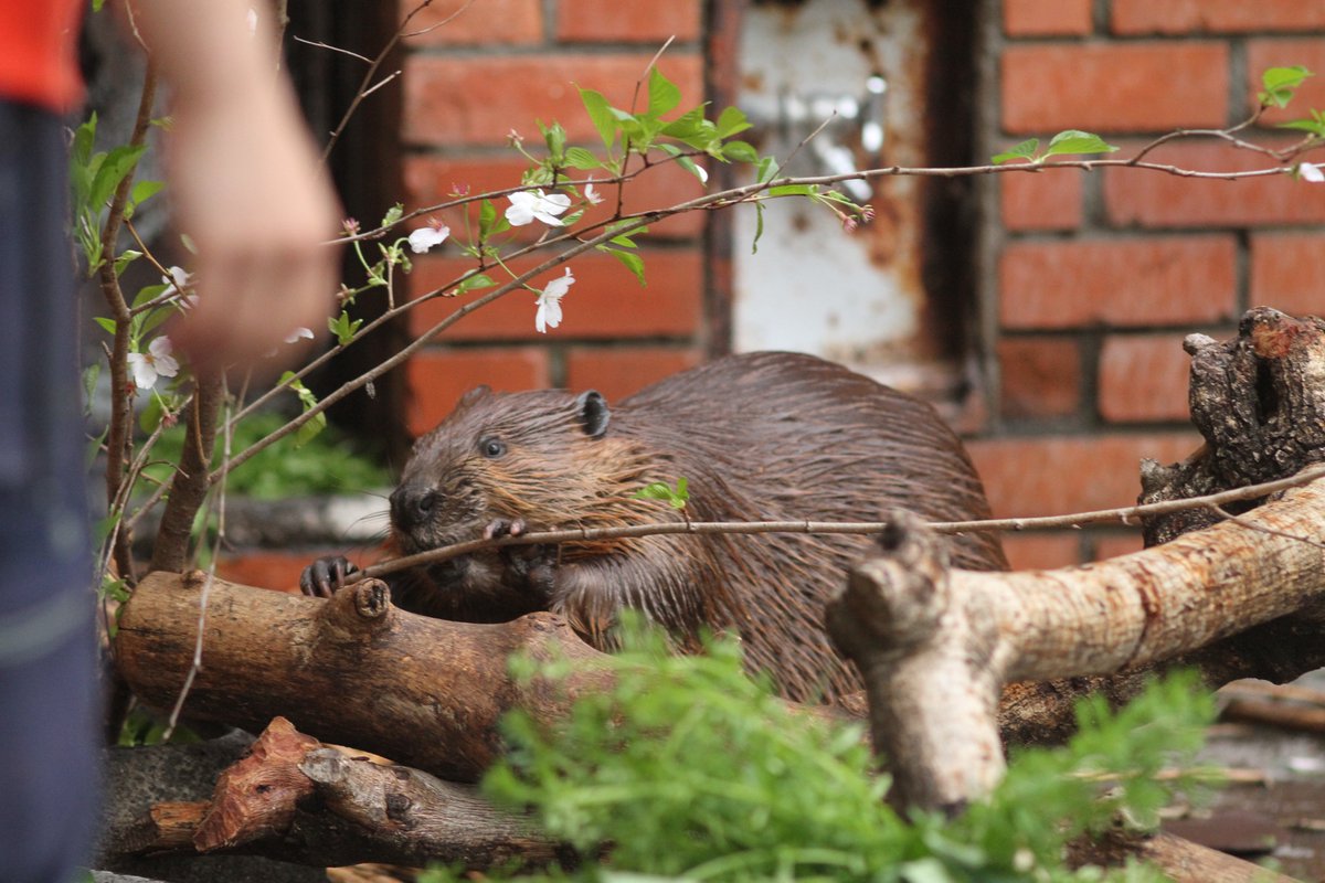 サヨコロ tweet media