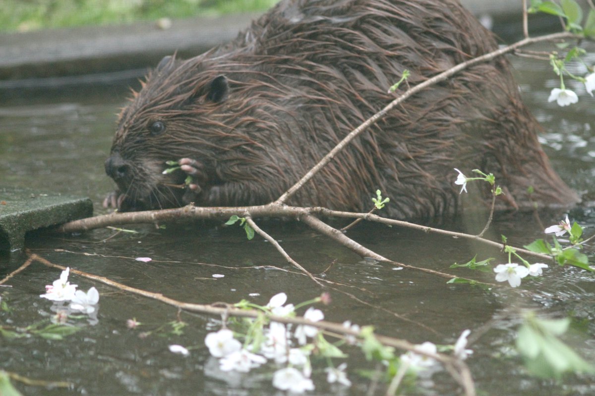 サヨコロ tweet media