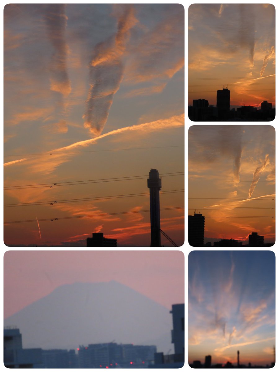 向日葵(ひまわり) tweet media