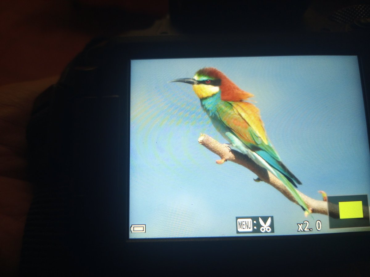 Ya tenemos #Abejaruco adornando nuestros campos, procedentes de África. #beeeater