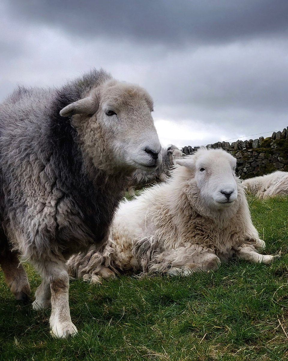 Herdwicks of Highfields Farm tweet media