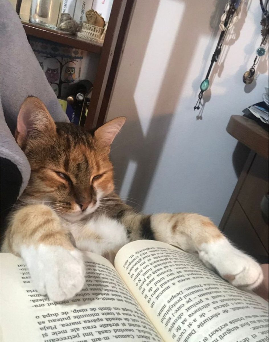 아고라 tweet media