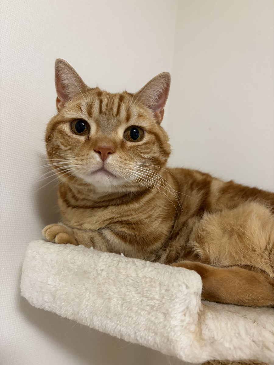 みとか⟭⟬ ⁷ ⟬⟭ ᴬᴿᴵᴿᴬᴺᴳ tweet media