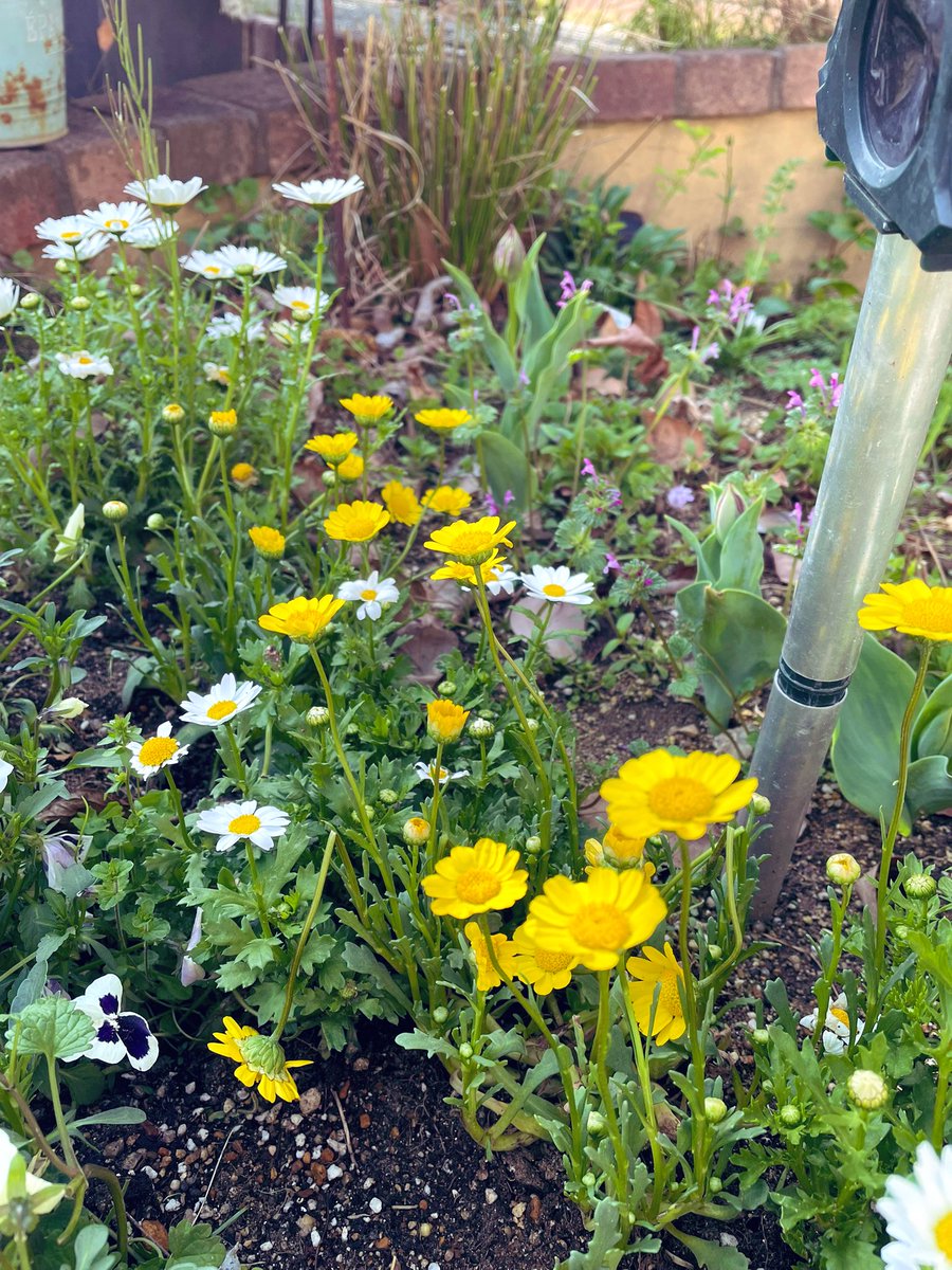 🐏。(ひつじ) tweet media