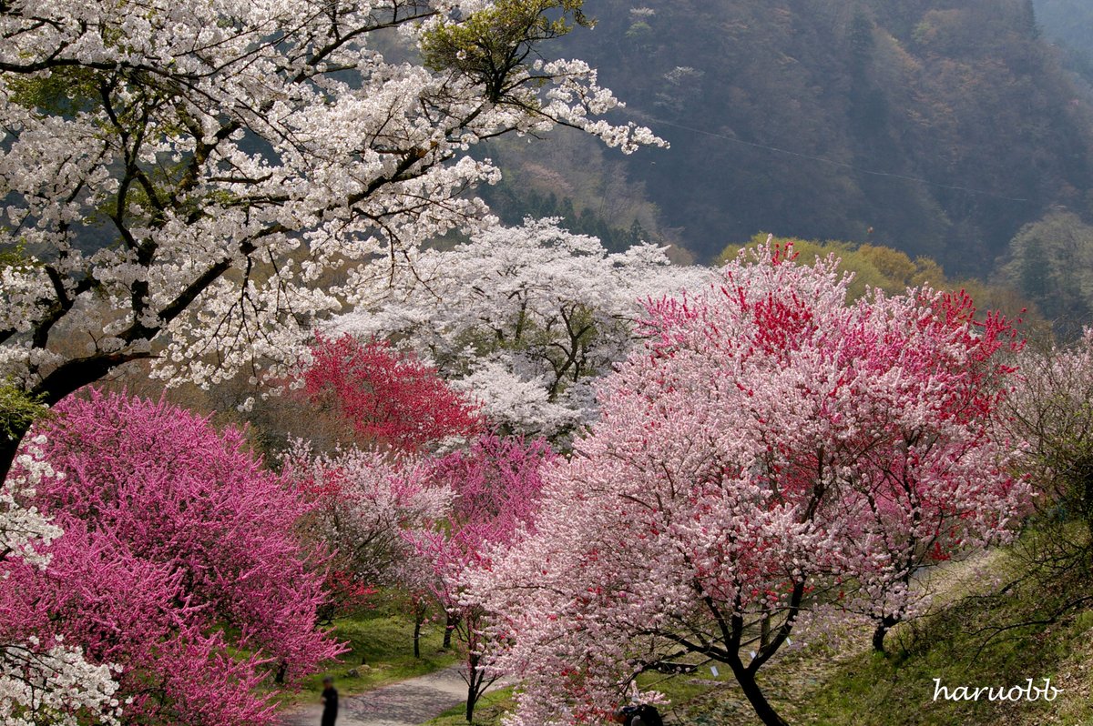 haruobb@Photos tweet media