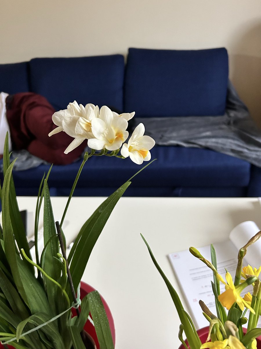 𓍢ִ໋🪻₊˚*ੈHelen⋆♡⸝⸝🪐༘⋆ tweet media