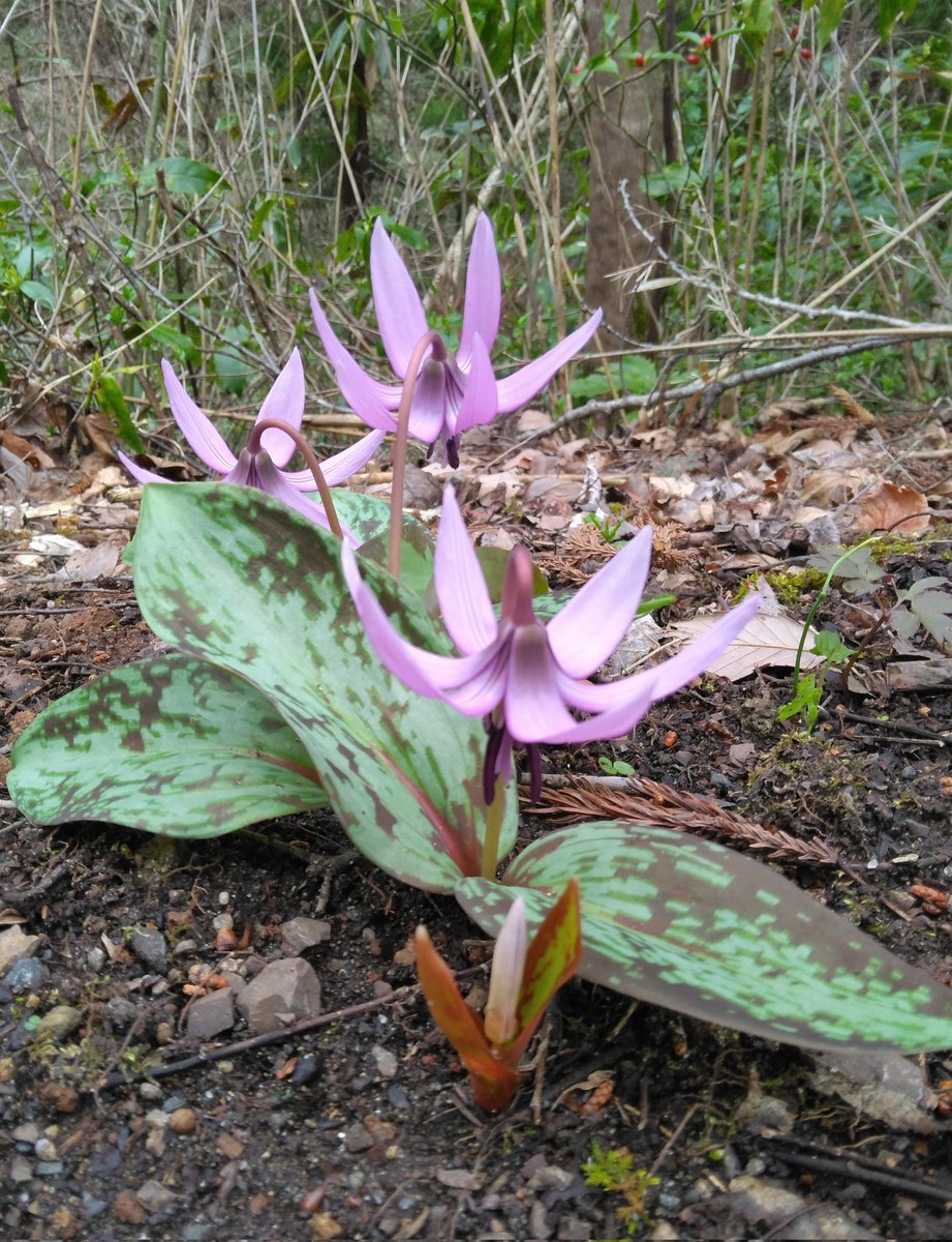 花が咲く～🌺 tweet media