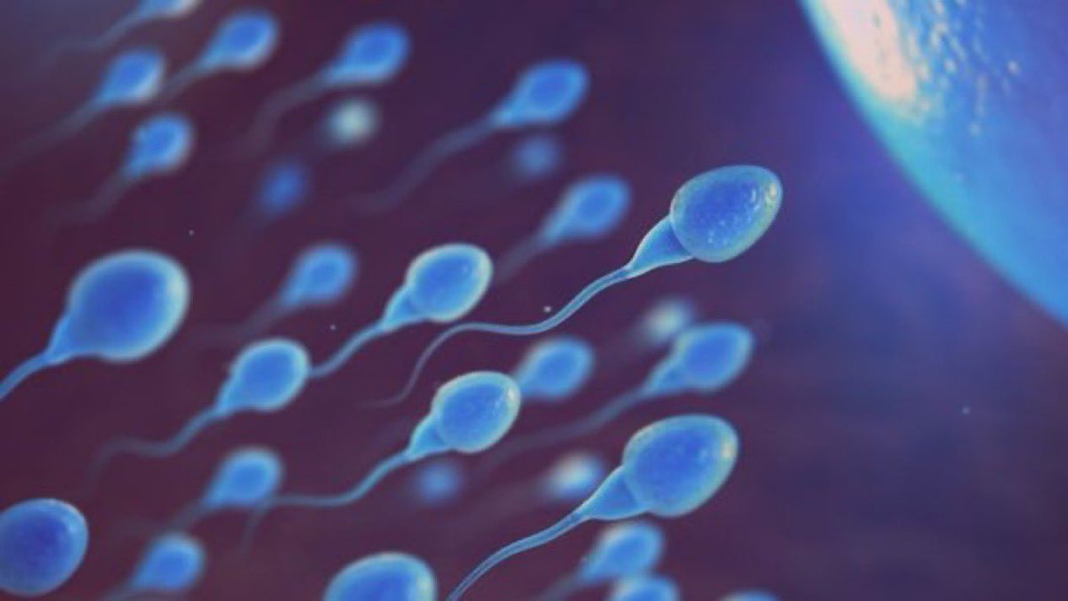 Biologia Braba tweet media