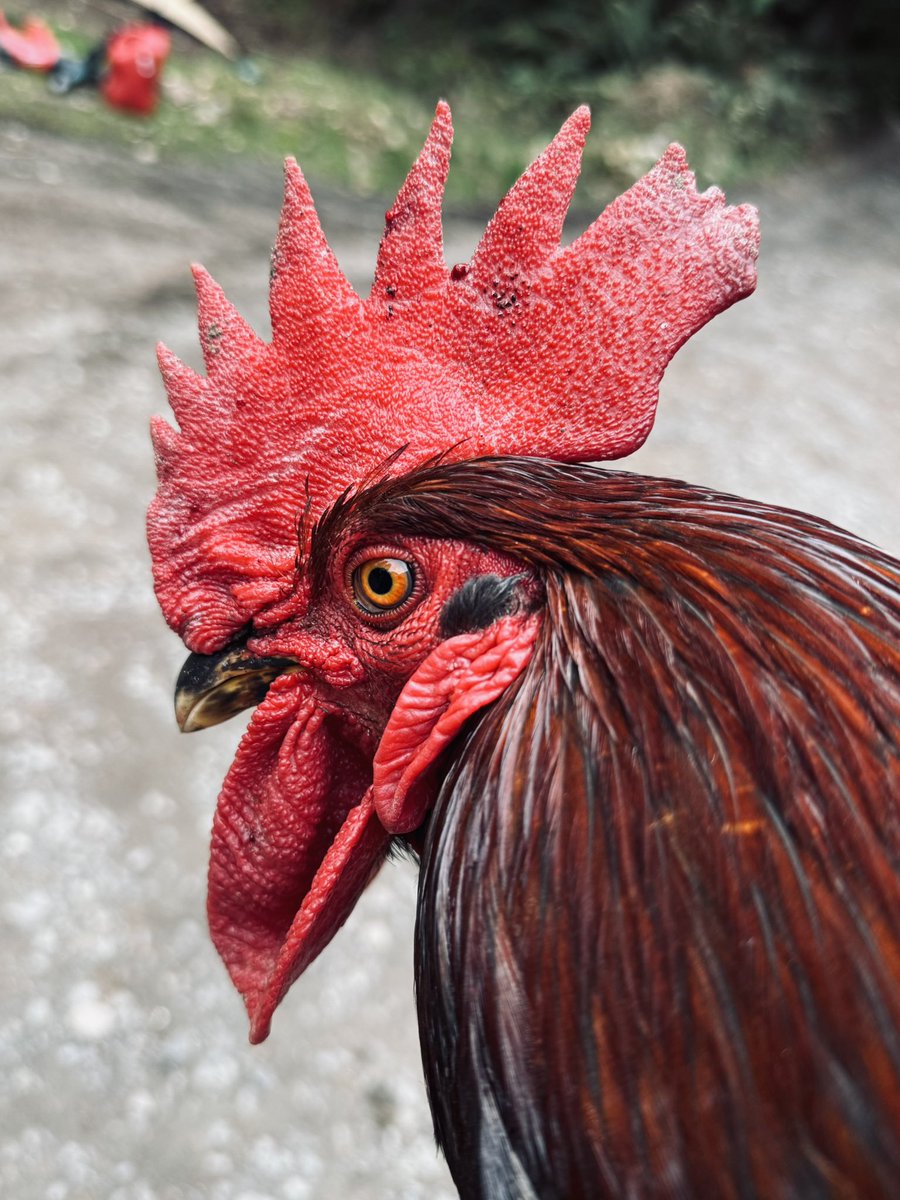 PNWGUERRILLA tweet media