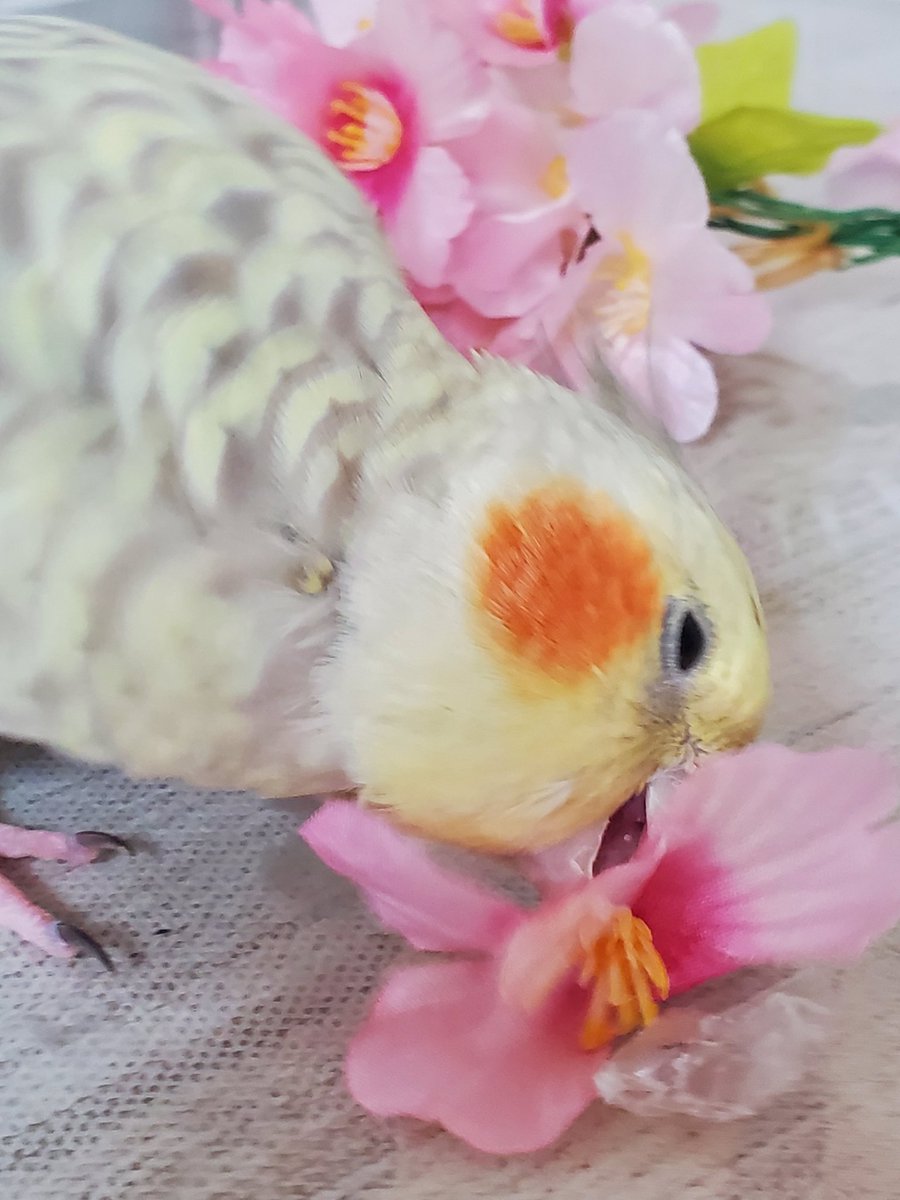 ちっちょぽ🐭🌏 tweet media