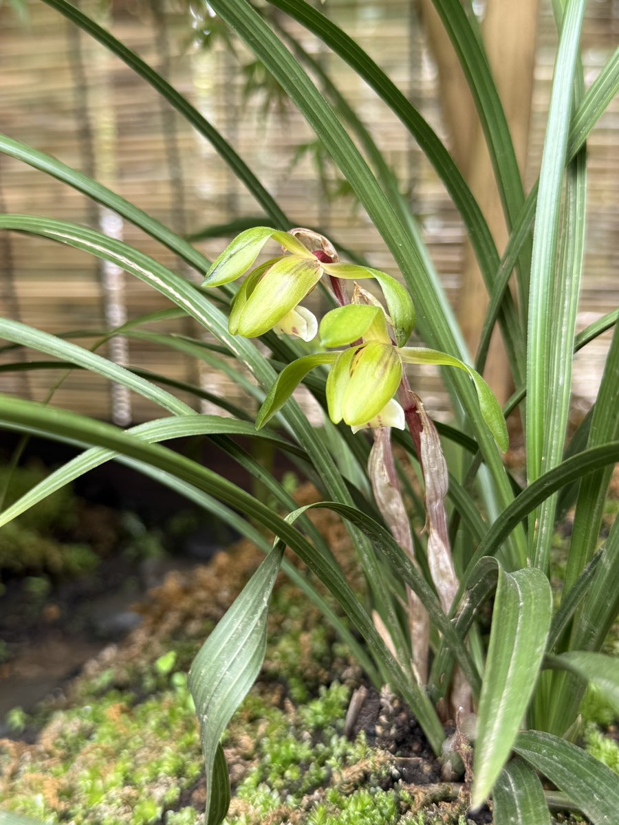 サト(satoosato) tweet media