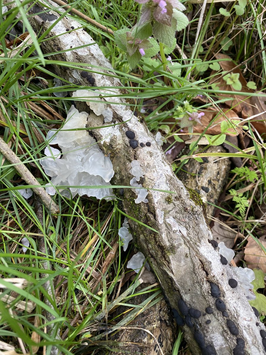 ほし・てす tweet media