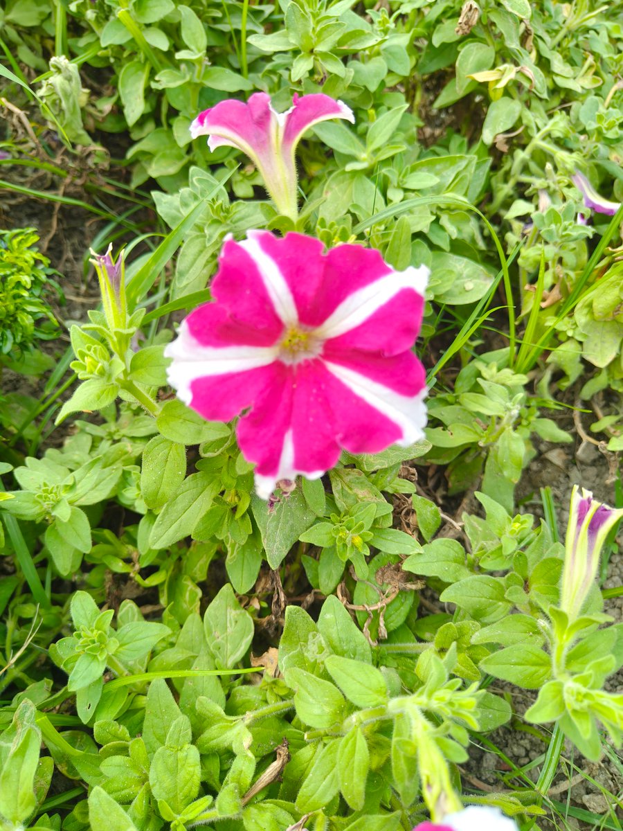 Bashar Aziz tweet media