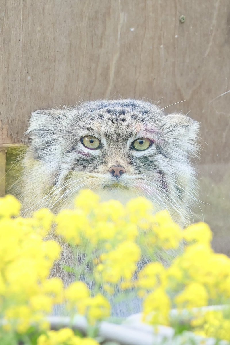 ケイ。 tweet media