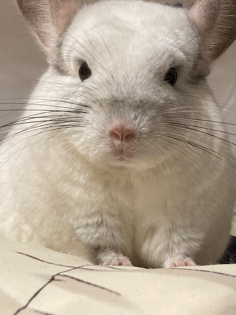 ハルノ tweet media