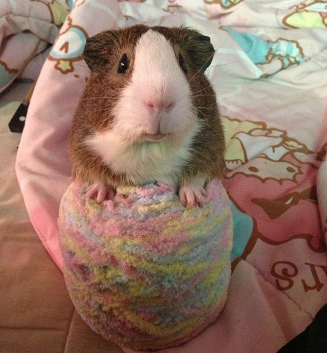 Guinea Pig tweet media
