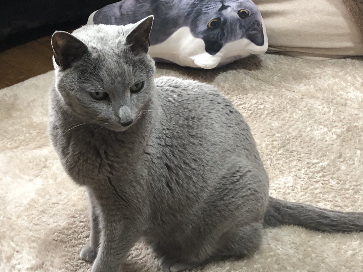 ボルク tweet media