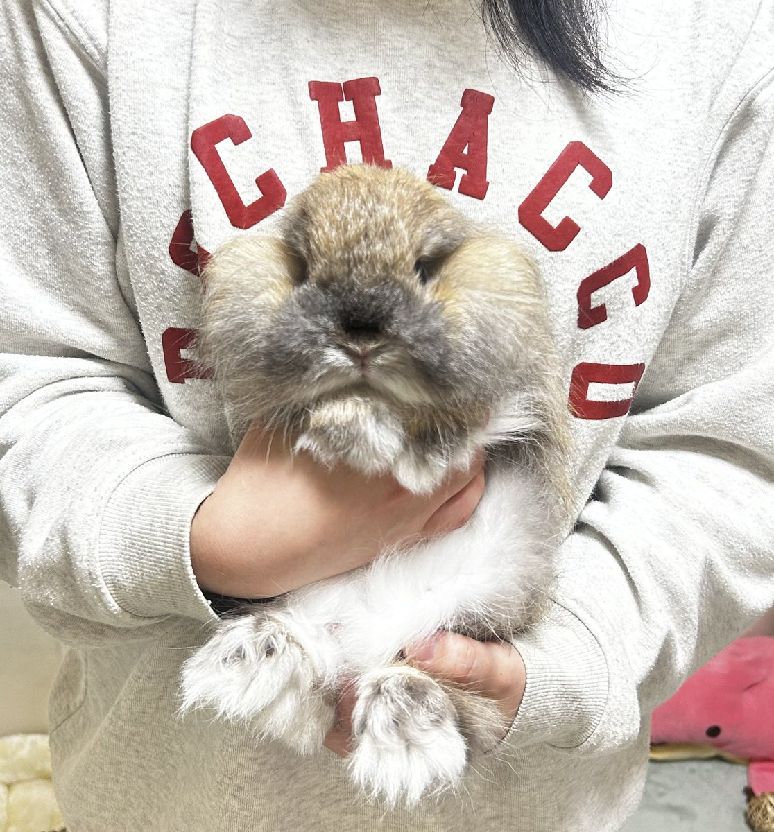 かすみ草 tweet media