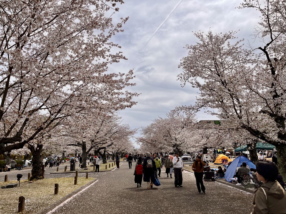 Andvari-あっきー tweet media