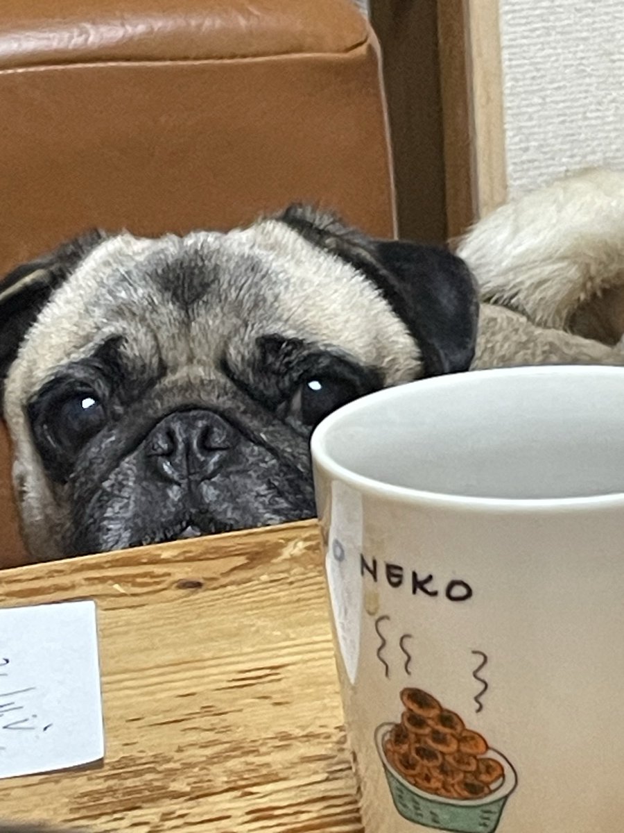 pugmog a.k.a.pokobitch tweet media