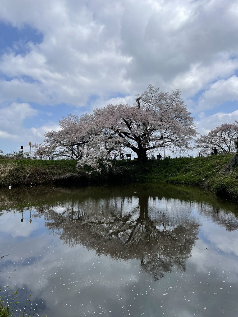 しも＠道楽者🍇🅿️🐊 tweet media