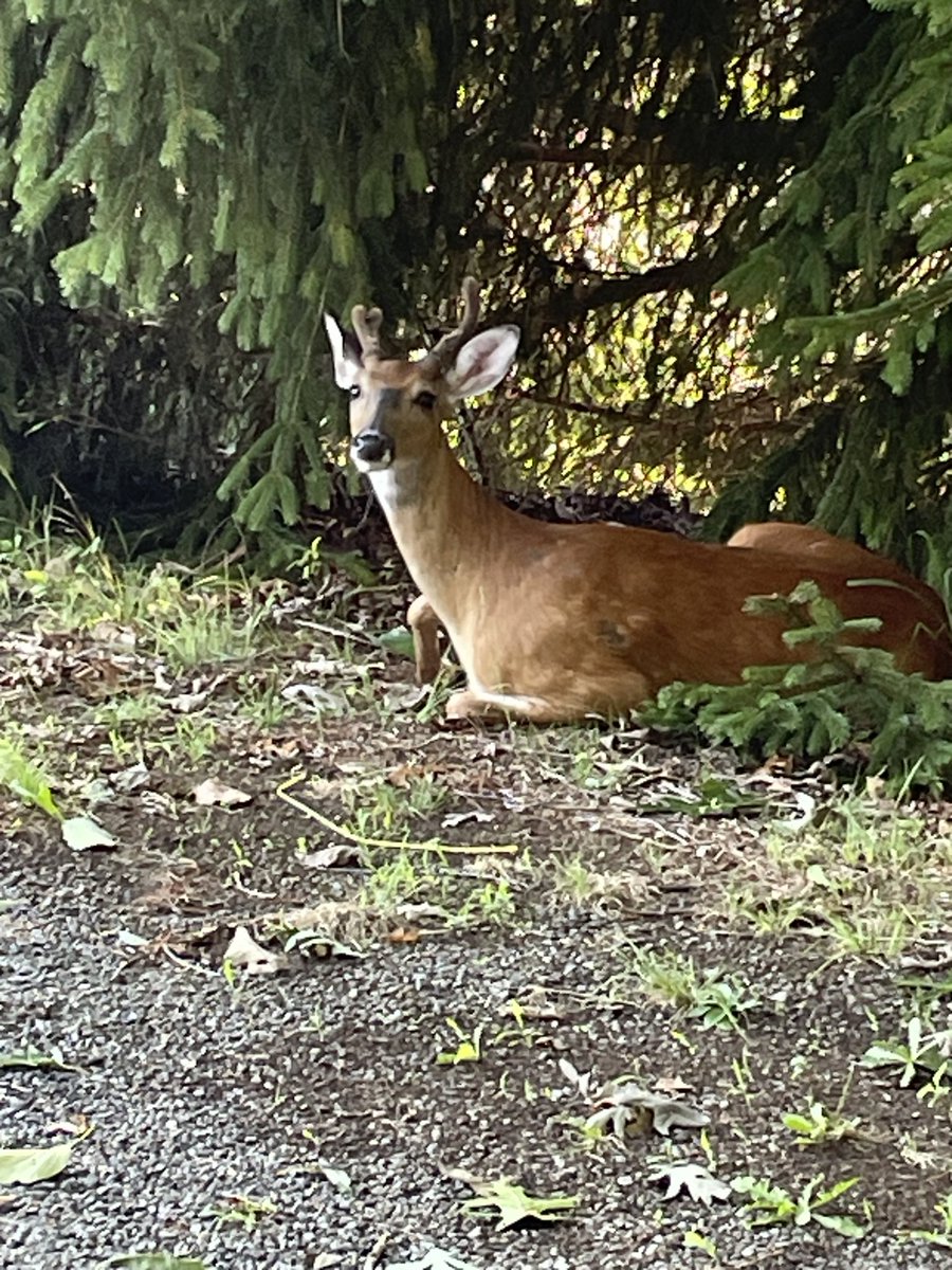 Catbird on a stick tweet media