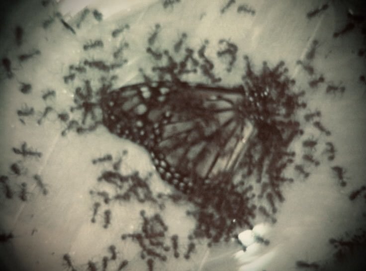 ➵ fletcher ⋆˚࿔ tweet media