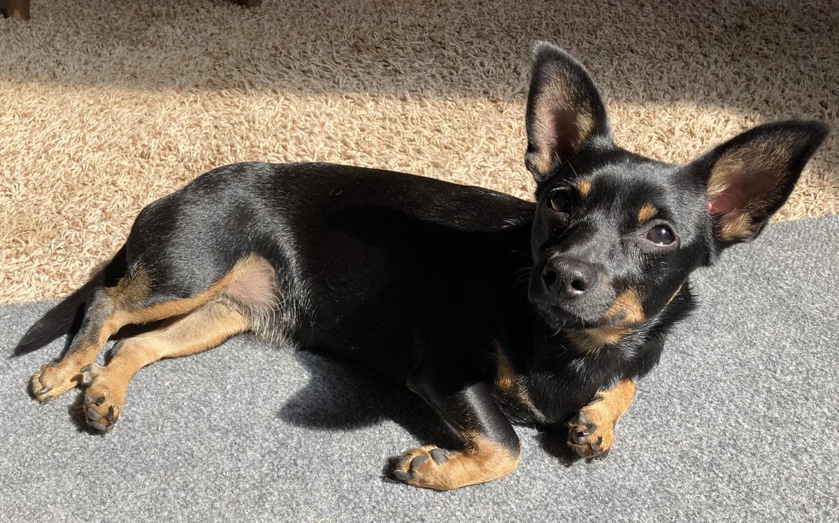 🇺🇸 Newton 🇺🇸 tweet media