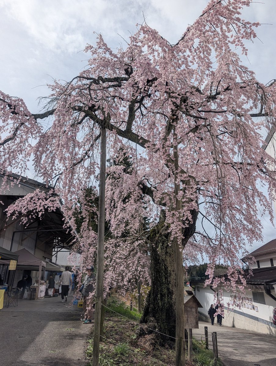 のりりん tweet media