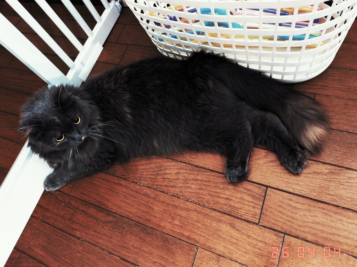 kyuuman20241002's tweet image. 今日はなんだかスリスリと寄ってくる。
ただ、やっぱり膝にはこない。通過する。

#ブリティッシュショートヘア
#ブリティッシュロングヘア